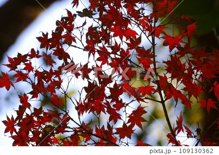 奈良県三室山の紅葉 109130362