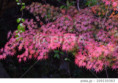 奈良県三室山の紅葉 109130363