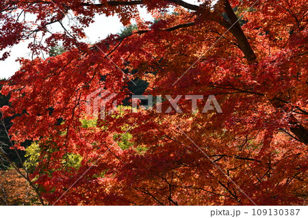 紅葉の京都西山、善峯寺 109130387