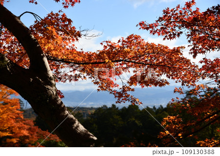 紅葉の京都西山、善峯寺 109130388