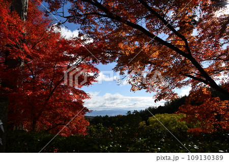 紅葉の京都西山、善峯寺 109130389