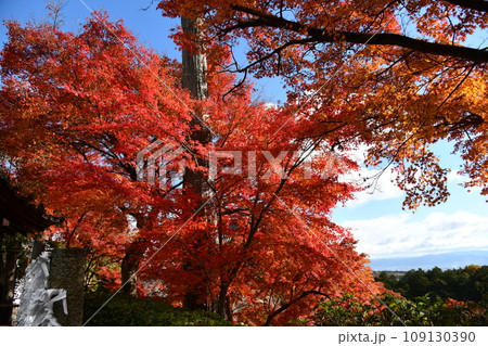 紅葉の京都西山、善峯寺 109130390