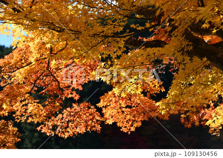 紅葉の京都西山、善峯寺 紅葉の京都西山、善峯寺 109130456
