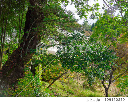 野外博物館日本大正村 明知城への山道 野外博物館日本大正村 明知城への山道 109130830