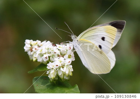 ソバの花で吸蜜するモンシロチョウ 109130846