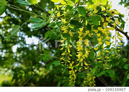 キングサリ(金鎖）ゴールデンチェーン 百合が原公園 109130907