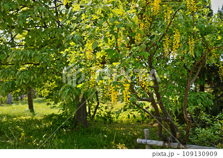 キングサリ(金鎖）ゴールデンチェーン 百合が原公園 109130909