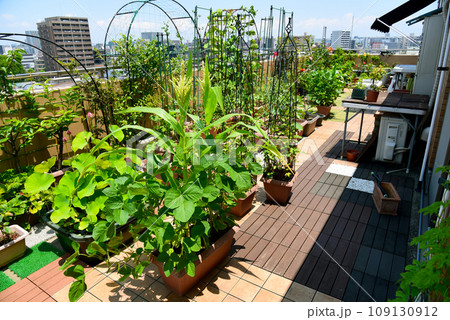夏のルーフバルコニー 緑が元気なグリーンガーデン 野菜を沢山栽培 幸せ空間 夏のルーフバルコニー 緑が元気なグリーンガーデン 野菜を沢山栽培 幸せ空間 109130912
