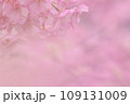 ピンク色の桜 109131009