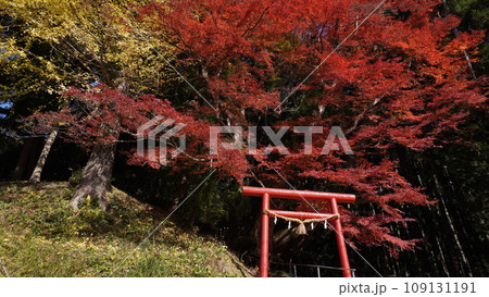 鳥居と紅葉 鳥居と紅葉 109131191