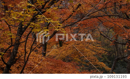 色鮮やかな紅葉 花貫渓谷 色鮮やかな紅葉 花貫渓谷 109131193