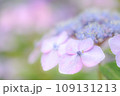 アジサイ　パステルカラー 109131213