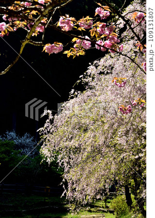 満開の桜に出会える最明寺史跡公園（至福の春の時間） 109131807
