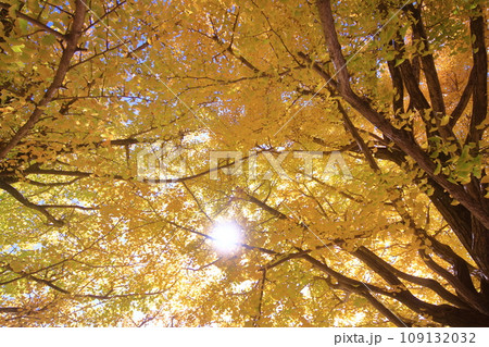 紅葉の中の秋の木漏れ日 紅葉の中の秋の木漏れ日 109132032
