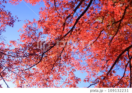 青空と紅葉 青空と紅葉 109132231