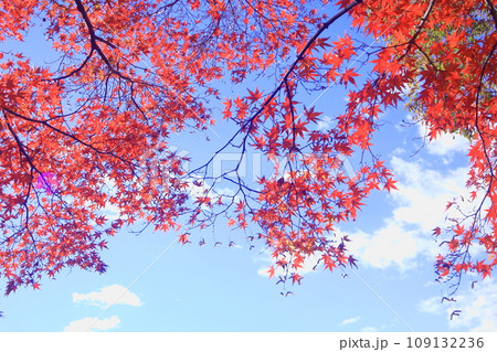 青空と紅葉 109132236