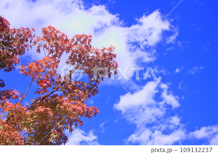 青空と紅葉 青空と紅葉 109132237
