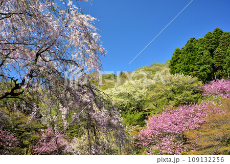 満開の桜に出会える最明寺史跡公園（至福の春の時間） 109132256