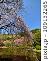 満開の桜に出会える最明寺史跡公園（至福の春の時間） 109132265