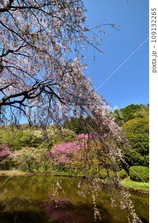 満開の桜に出会える最明寺史跡公園（至福の春の時間） 109132265
