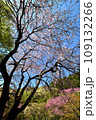 満開の桜に出会える最明寺史跡公園（至福の春の時間） 109132266