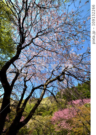満開の桜に出会える最明寺史跡公園(至福の春の時間) 満開の桜に出会える最明寺史跡公園(至福の春の時間) 109132266