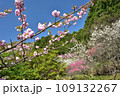 満開の桜に出会える最明寺史跡公園（至福の春の時間） 109132267