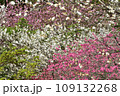 満開の桜に出会える最明寺史跡公園（至福の春の時間） 109132268