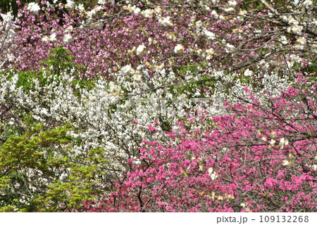 満開の桜に出会える最明寺史跡公園(至福の春の時間) 満開の桜に出会える最明寺史跡公園(至福の春の時間) 109132268