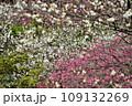 満開の桜に出会える最明寺史跡公園（至福の春の時間） 109132269