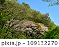 満開の桜に出会える最明寺史跡公園（至福の春の時間） 109132270