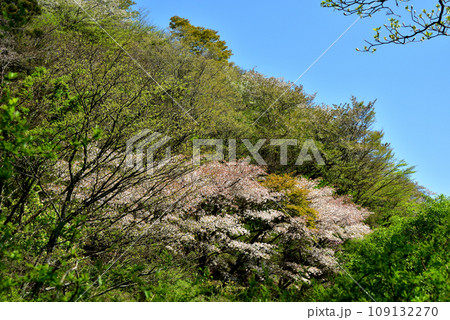 満開の桜に出会える最明寺史跡公園（至福の春の時間） 109132270