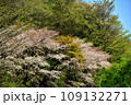 満開の桜に出会える最明寺史跡公園（至福の春の時間） 109132271