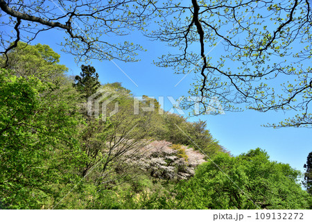 満開の桜に出会える最明寺史跡公園(至福の春の時間) 満開の桜に出会える最明寺史跡公園(至福の春の時間) 109132272