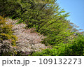 満開の桜に出会える最明寺史跡公園（至福の春の時間） 109132273