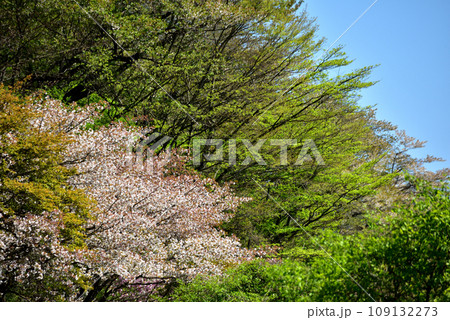 満開の桜に出会える最明寺史跡公園（至福の春の時間） 109132273