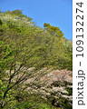 満開の桜に出会える最明寺史跡公園（至福の春の時間） 109132274