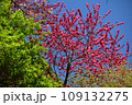 満開の桜に出会える最明寺史跡公園（至福の春の時間） 109132275