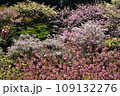 満開の桜に出会える最明寺史跡公園（至福の春の時間） 109132276