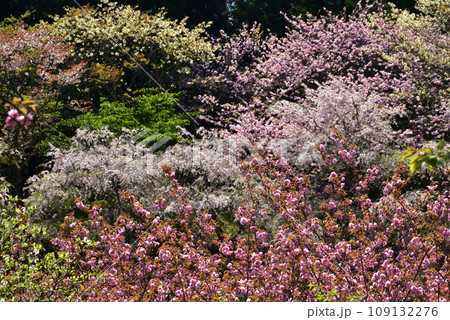 満開の桜に出会える最明寺史跡公園(至福の春の時間) 満開の桜に出会える最明寺史跡公園(至福の春の時間) 109132276