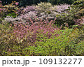 満開の桜に出会える最明寺史跡公園（至福の春の時間） 109132277