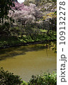 満開の桜に出会える最明寺史跡公園（至福の春の時間） 109132278