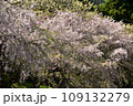 満開の桜に出会える最明寺史跡公園（至福の春の時間） 109132279