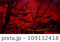 花貫渓谷のライトアップされた紅葉 109132418