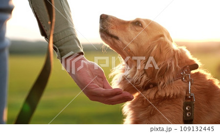 Trainer gives snack and shakes paw of cocker spaniel dog in park at sunset man feeds cocker spaniel dog at twilight summer park man teaches cute dog tricks with food in summer sunset field closeup Trainer gives snack and shakes paw of cocker spaniel dog in park at sunset man feeds cocker spaniel dog at twilight summer park man teaches cute dog tricks with food in summer sunset field closeup 109132445