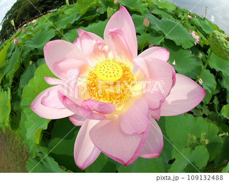 蓮の花の花畑 109132488