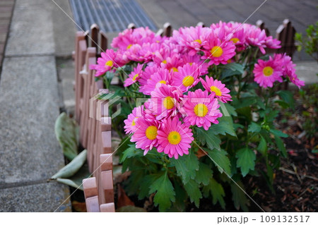 散歩中に通った道の花壇に咲いていたピンク色の花。アカバナジョチュウギク 109132517