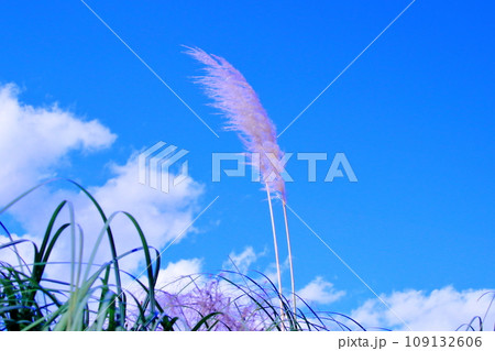 丘の上の2本のパンパスグラス 109132606