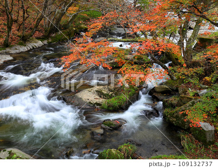 秋の渓流モミジの紅葉 109132737