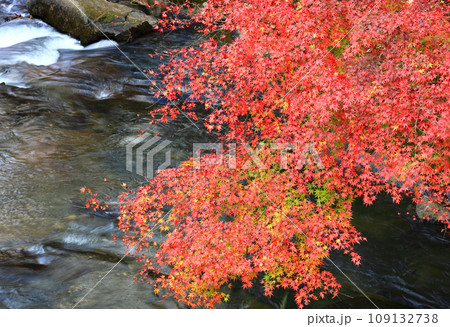 秋の渓流モミジの紅葉 秋の渓流モミジの紅葉 109132738